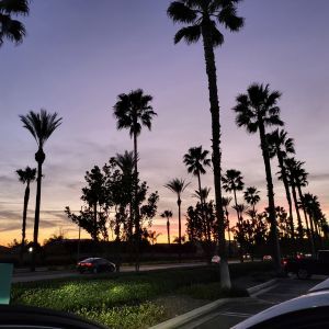 COMMERCAIL ANNUAL TREE SERVICE - Image of commercial property landscape of tall palm trees and well maintained shrubs and bushes and is shot looking from the parking lot towards the sidewalk as the sun is setting.