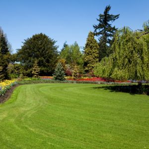 RESIDENTIAL ANNUAL TREE SERVICE - Image of beautifully landscaped backyard that looks like a grass clearing surrounded by well maintained bushes, shrubs, and small trees of various shapes, sizes, and colors and with one full tree in the  grass clearing.